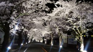 夜ノ森桜④